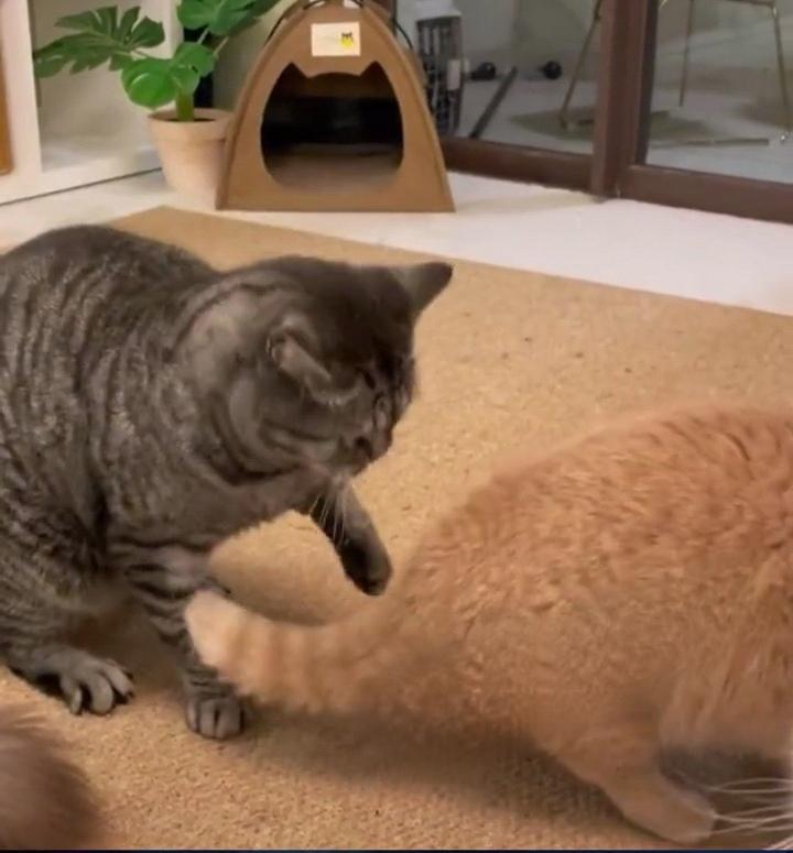 argie gaurana tweet media