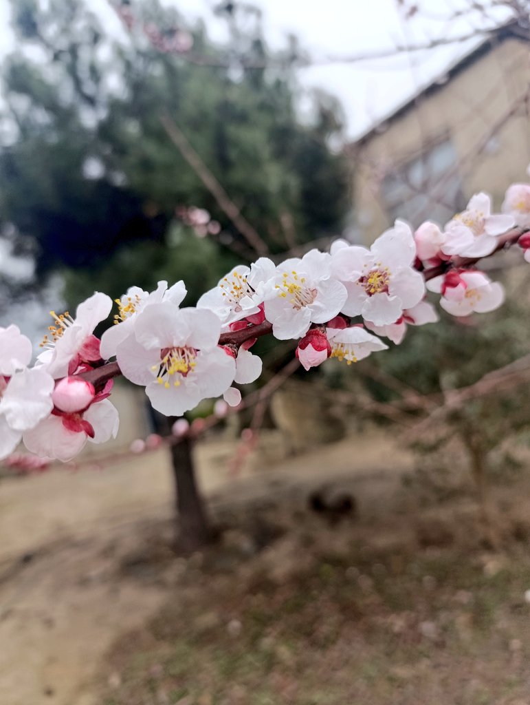 𝓜𝓾𝓻𝓪𝓭𝓸𝓿𝓪 .𝓥. ⚖️ tweet media