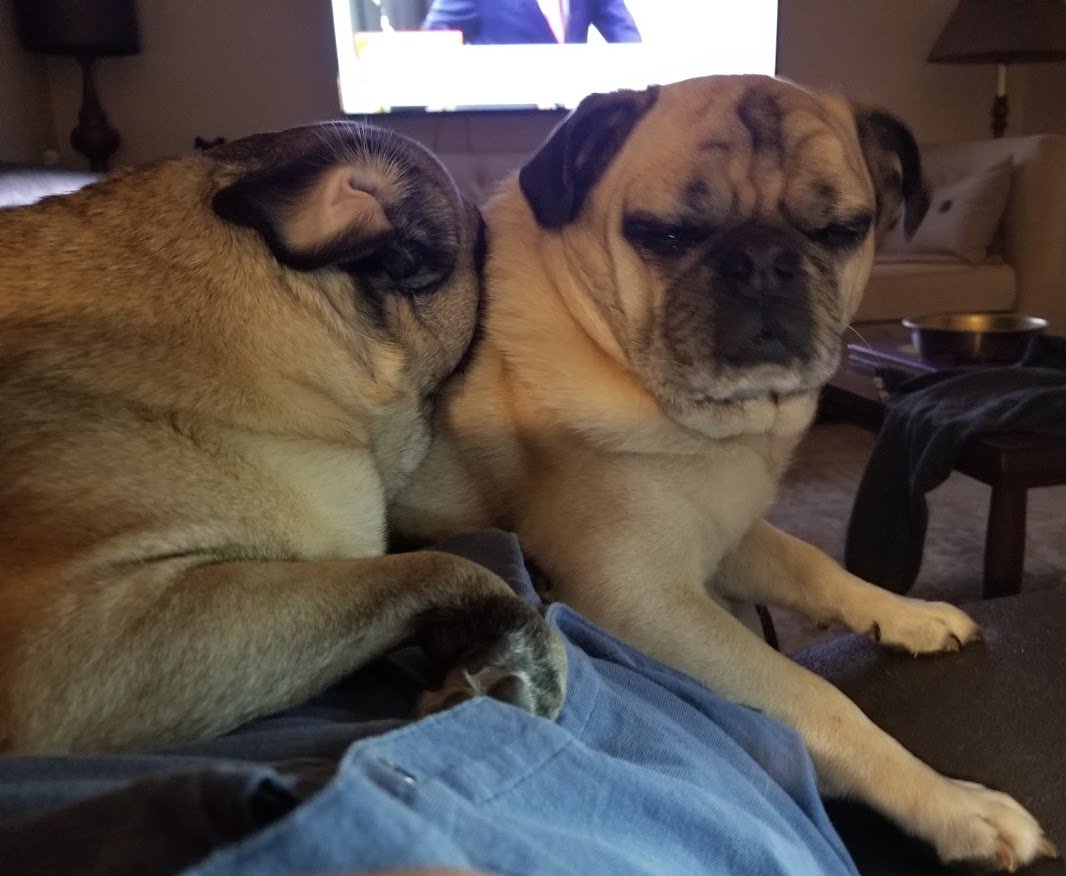 Liam The Wonder Pug (and Fam) tweet media