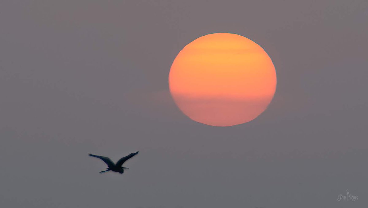 piliriuss's tweet image. Estem tenint uns dies esplèndits al #deltadelebre, llàstima q durarà poc . @3CatInfoelTemps @mauri_francesc @SoniaPapell @SergiLoras @tiempobrasero @enricagud @meteocat @meteorac1