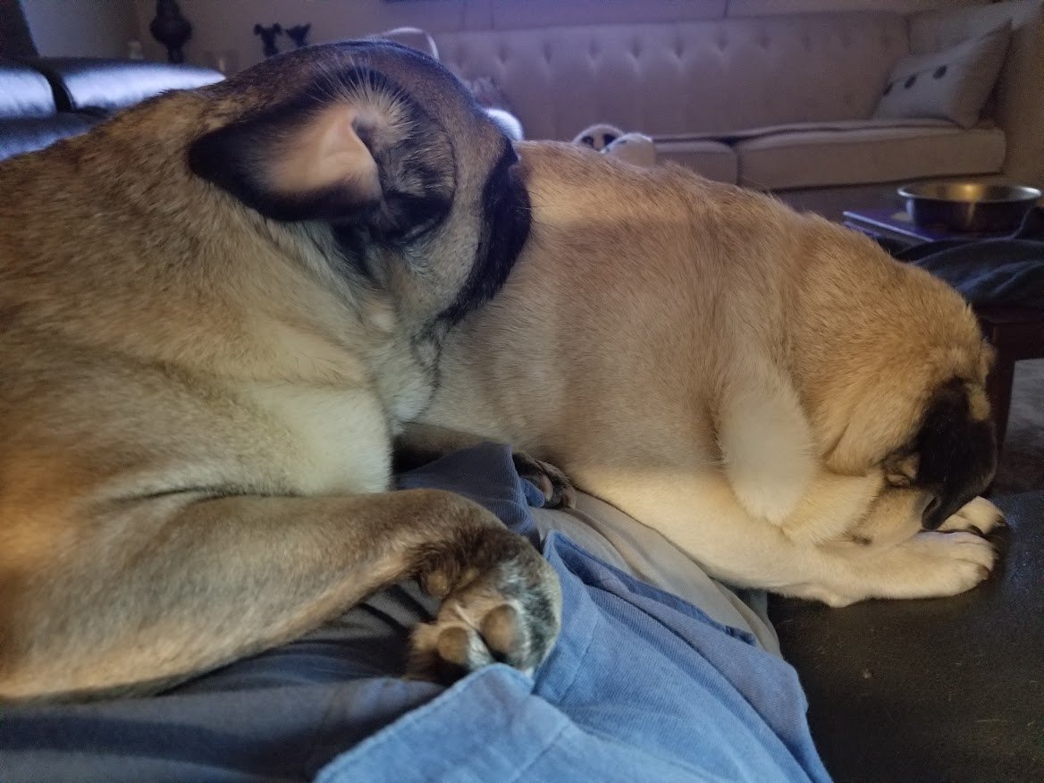 Liam The Wonder Pug (and Fam) tweet media