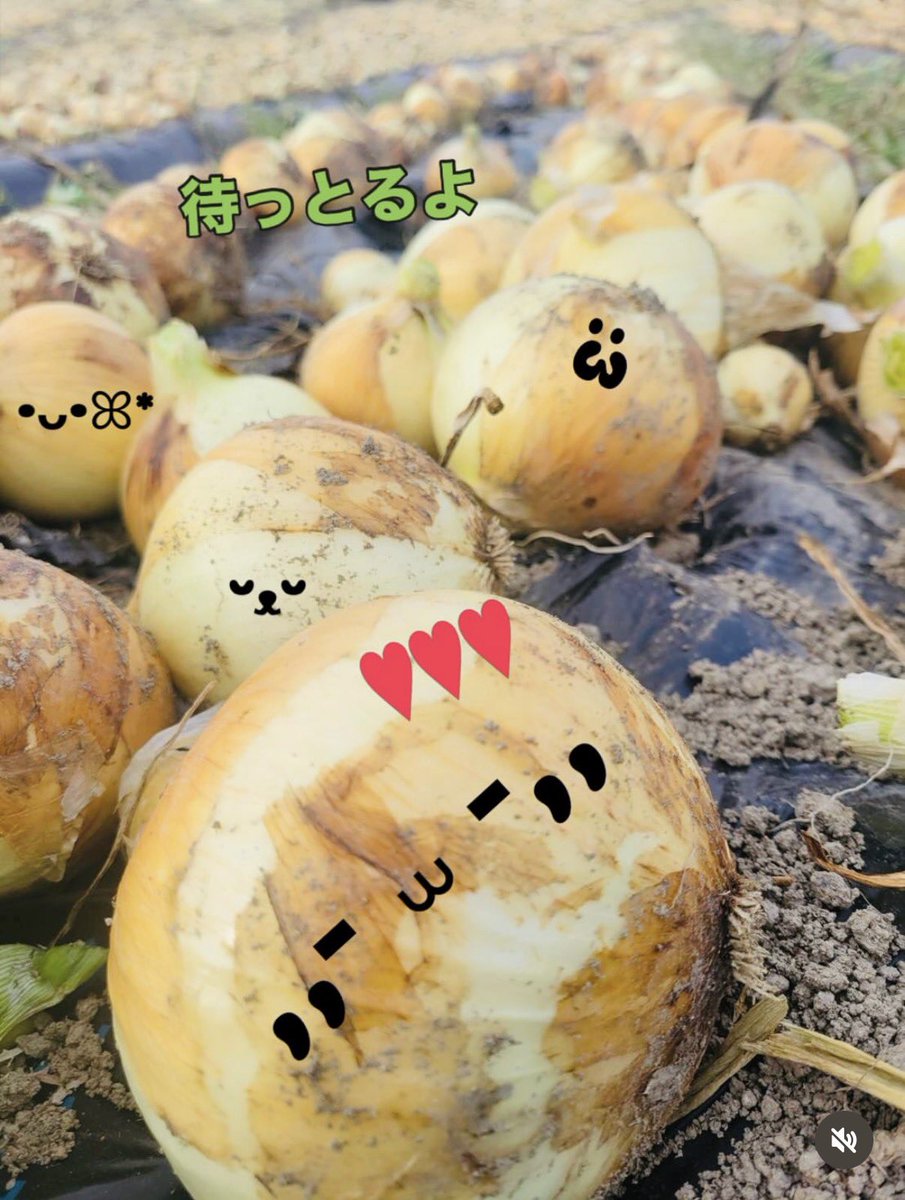 レッドスター tweet media