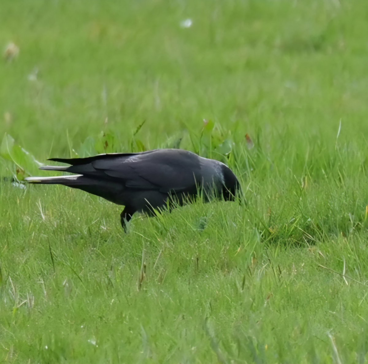 Glenn Hutton tweet media