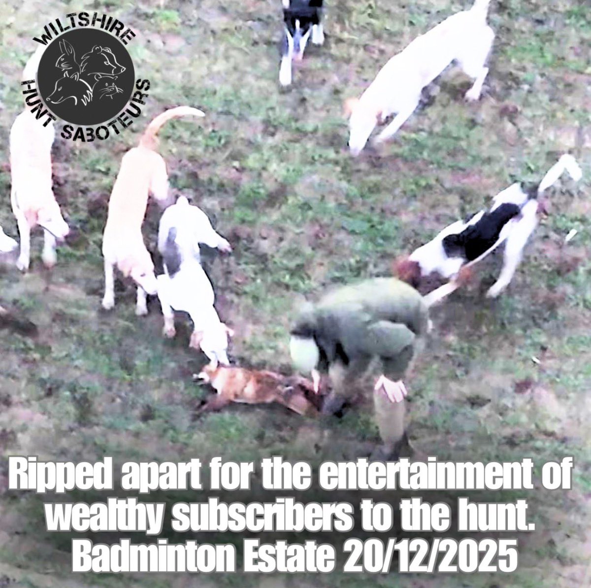 Wiltshire Hunt Saboteurs tweet media