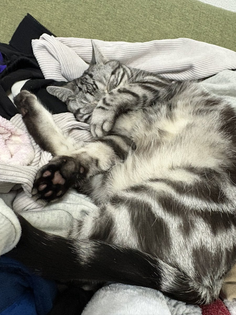 コンポート tweet media