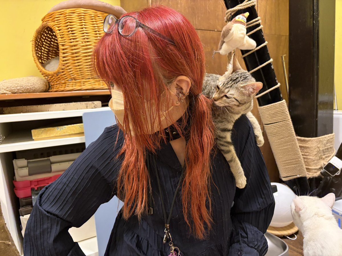 猫好きYOU | THE SOUND BEE HD | MARY RUE tweet media