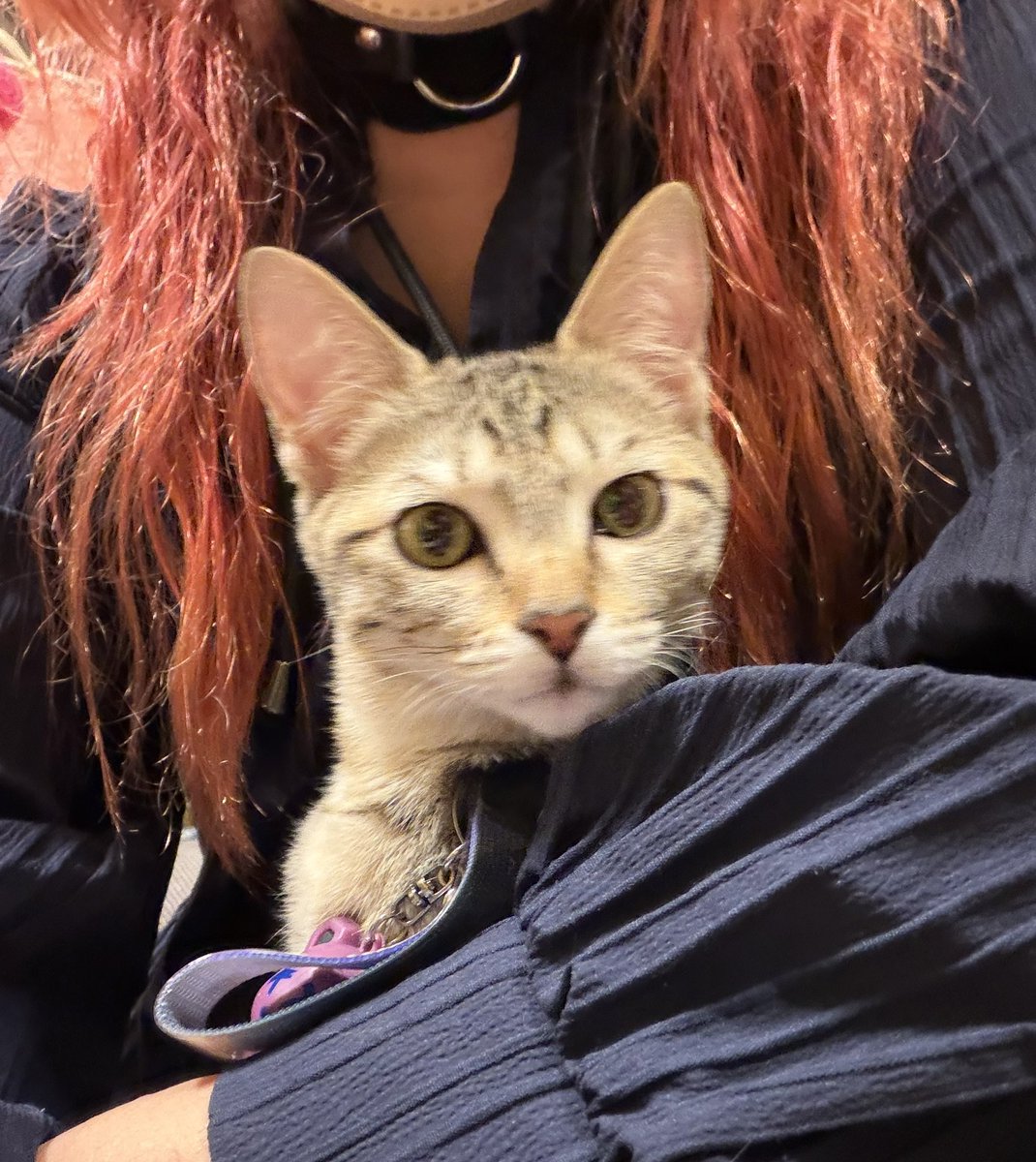 猫好きYOU | THE SOUND BEE HD | MARY RUE tweet media