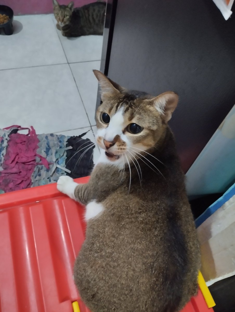 fazulfalaaa's tweet photo. Ucing pun dapet THR dari sodara https://t.co/M6oo0ur6qo