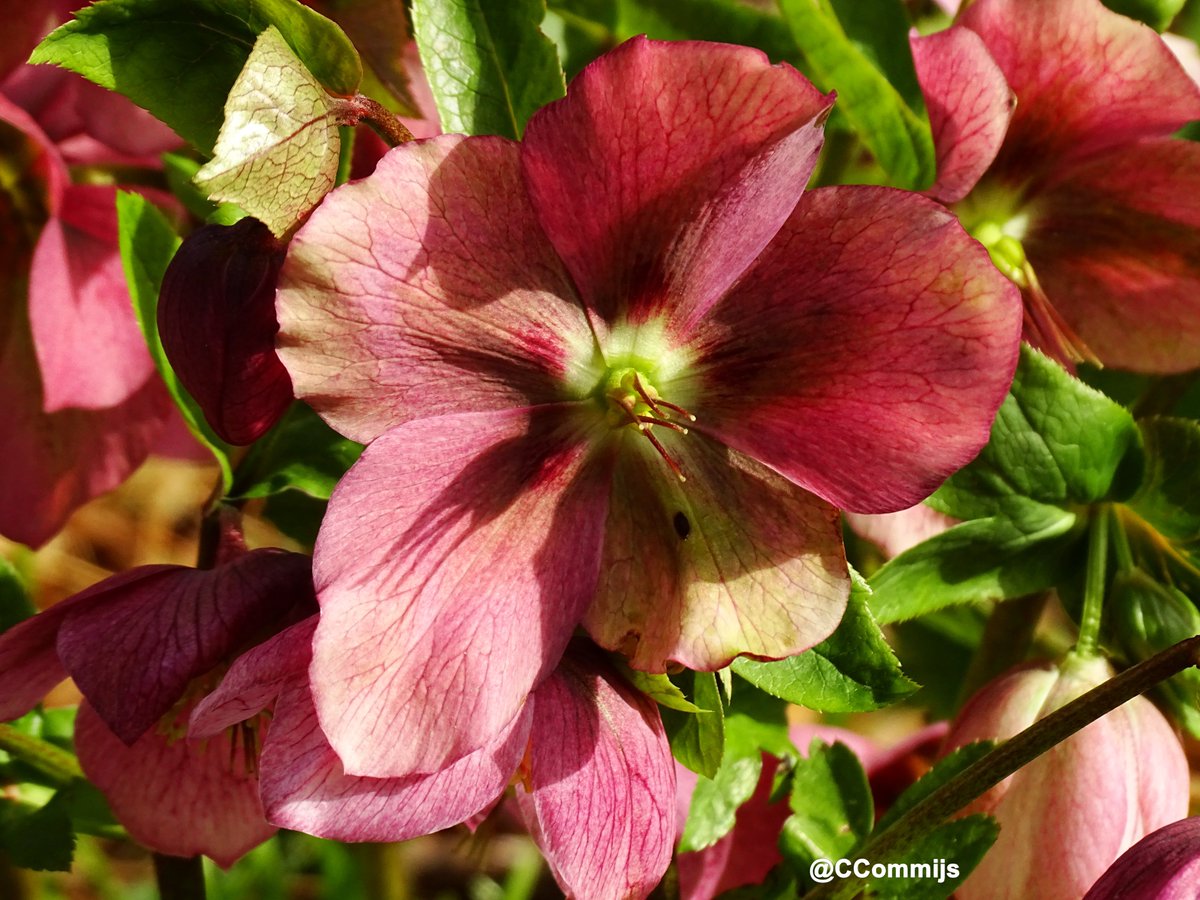 Commijs Commijs🇺🇦 tweet media