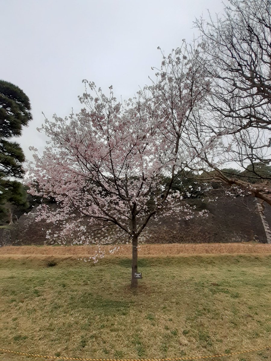 踊る墨東PS tweet media