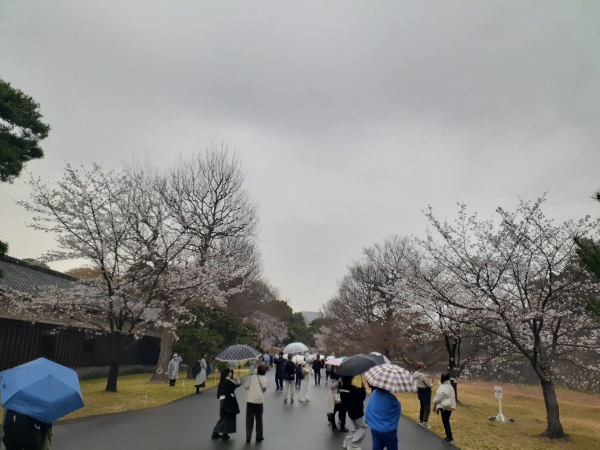 踊る墨東PS tweet media