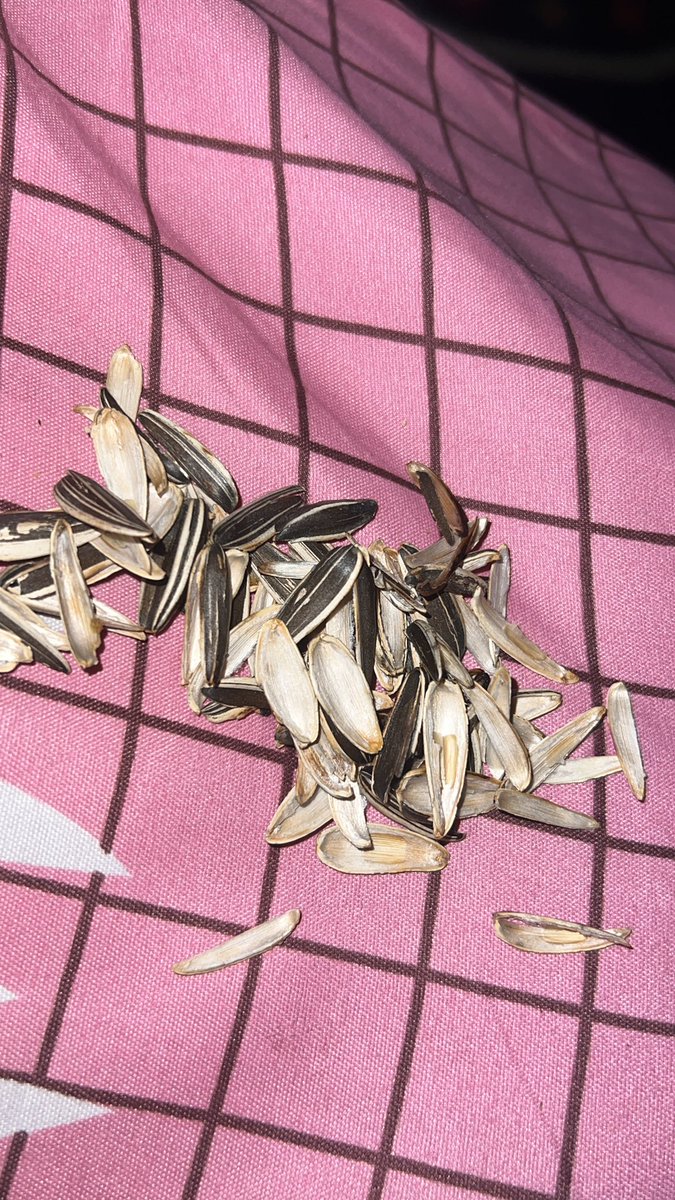 𝑛𝒐𝑝𝒂🦉 tweet media