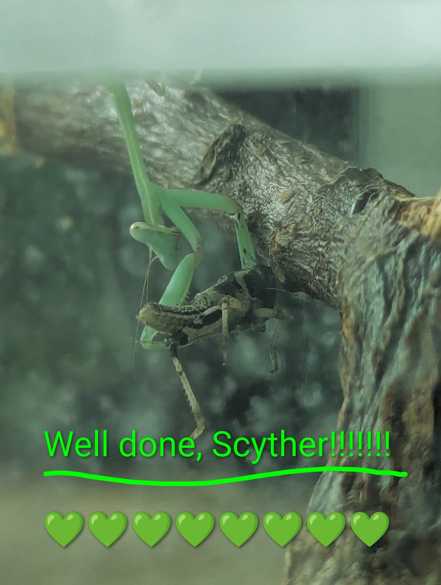 Kimber_KLAS's tweet photo. I finally got to see my praying mantis hunt!!!!!!!!🥳 https://t.co/2cnwm9LsgN