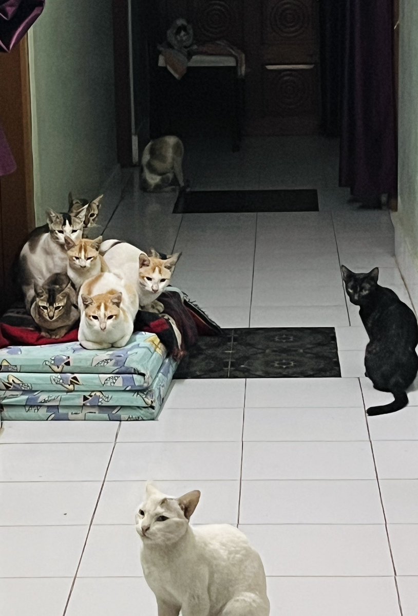 collapseFX tweet media