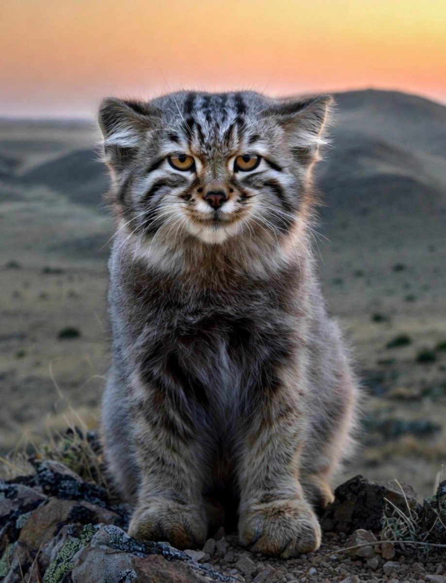 @s_peakerscorner tweet media