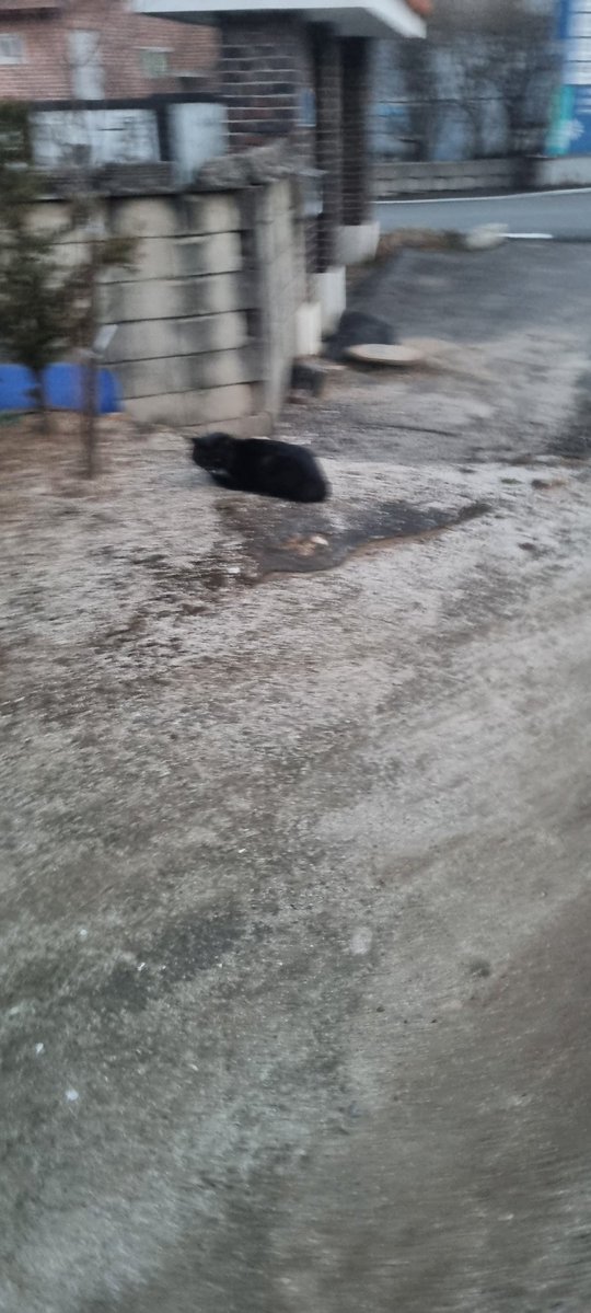 루구르 tweet media