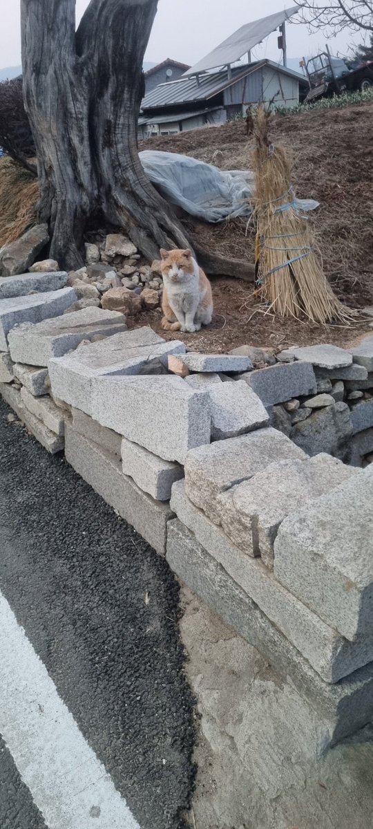 루구르 tweet media