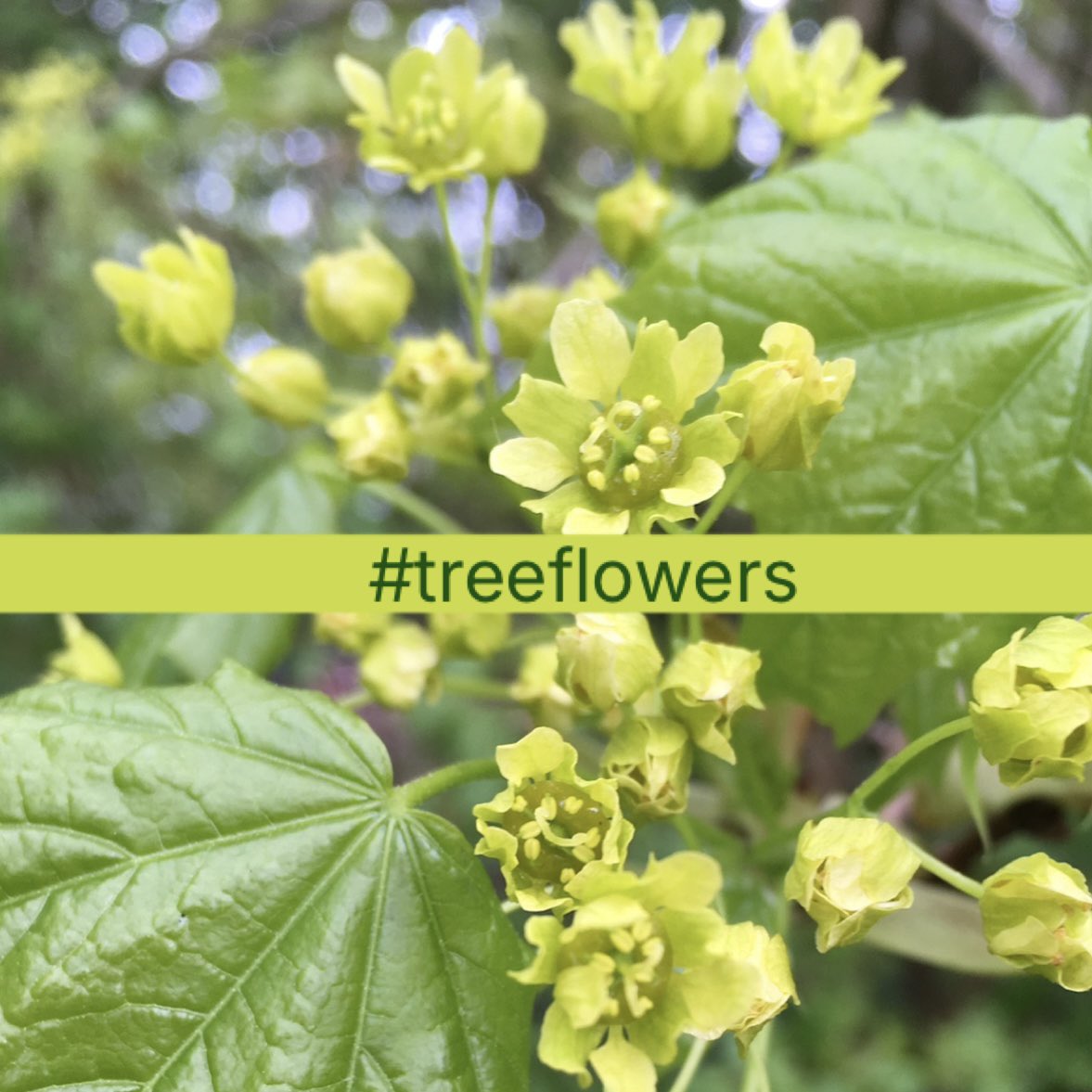 wildflowerhour tweet media