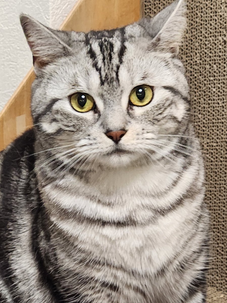 アベレージ ⚖️ tweet media