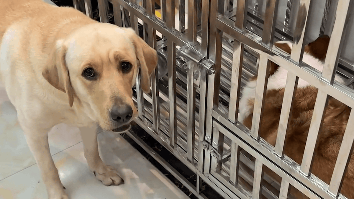 George Ostmenn tweet media