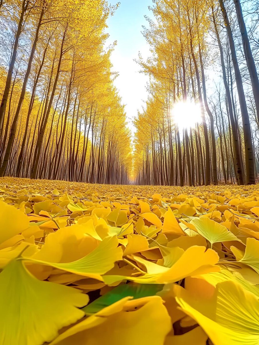 Abdulrahman kerdany tweet media