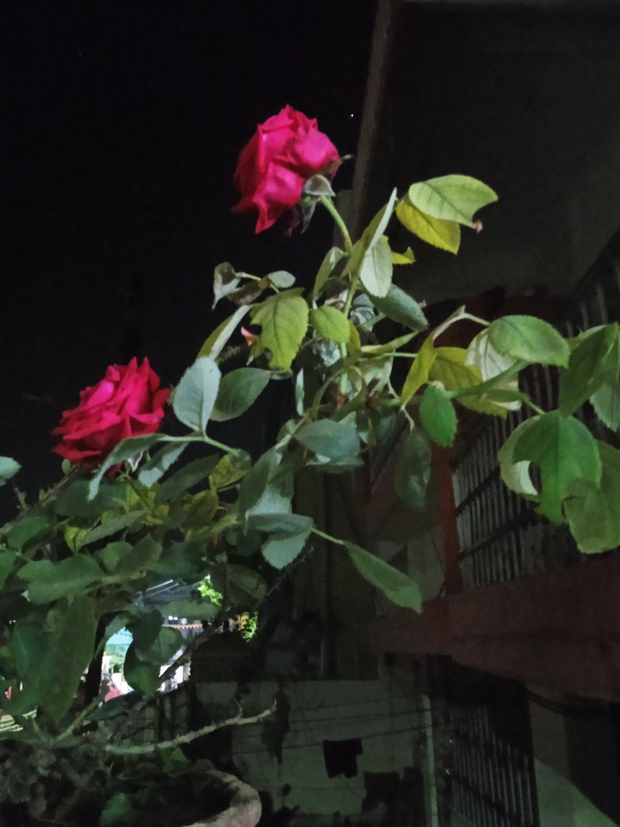 Fortex (@fortex72) on Twitter photo 