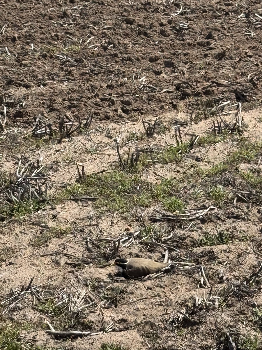 Mark Dolling tweet media