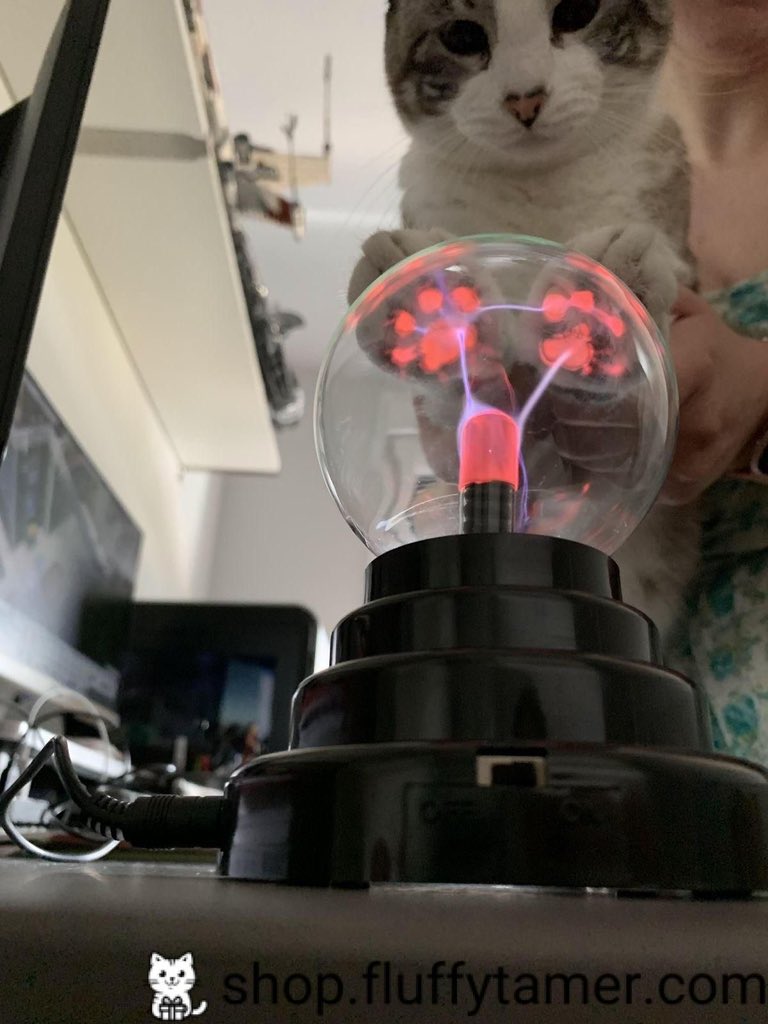 No Cats No Life tweet media