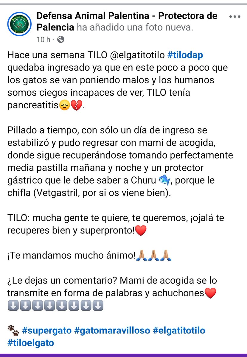 Defensa Animal Palentina tweet media