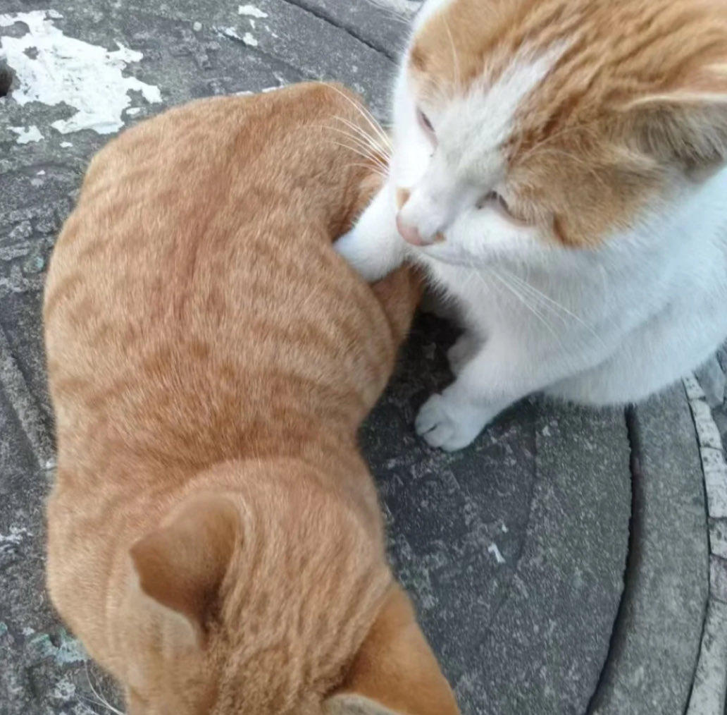 Vanished tweet media