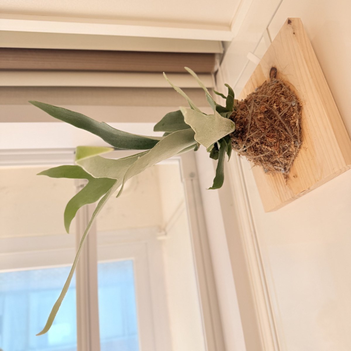 🌿🐈나애 tweet media