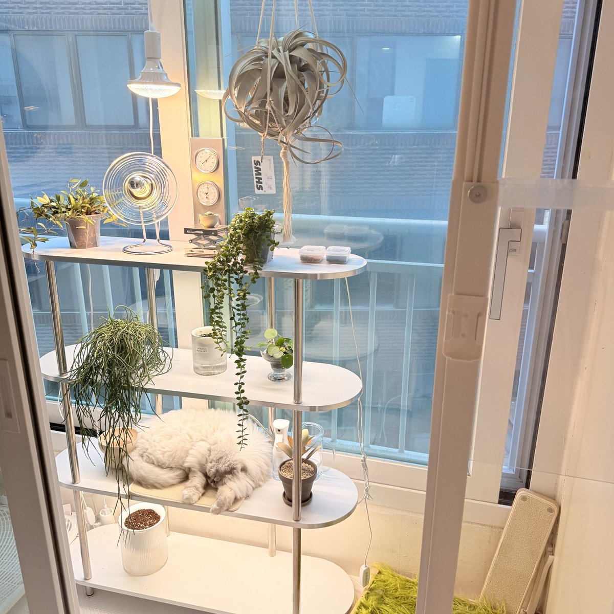 🌿🐈나애 tweet media