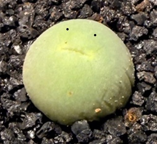 🌿🐈나애 tweet media