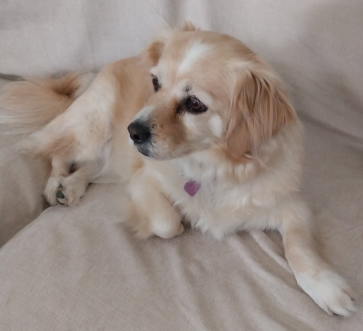 Hija de la luna❤️💃🐶☕️🍫🇨🇾 tweet media