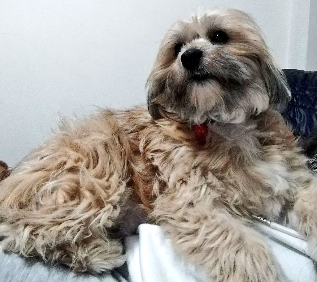 Hija de la luna❤️💃🐶☕️🍫🇨🇾 tweet media