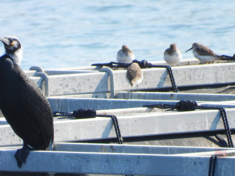 kinnokuchibashi's tweet image. こんばんは😊
出さないと在庫として溜まり続けてしまうので・・・

遠くてちょっと判断が難しいけど

1.磯の上のミユビシギさん達。
2.筏の上のハマシギさん達

だと思う。
違っていたらご指摘お願いします😆
大潮で磯や港に人が沢山入っていたので遠かった😭

＃ミユビシギ #ハマシギ ＃野鳥 ＃鳥mi