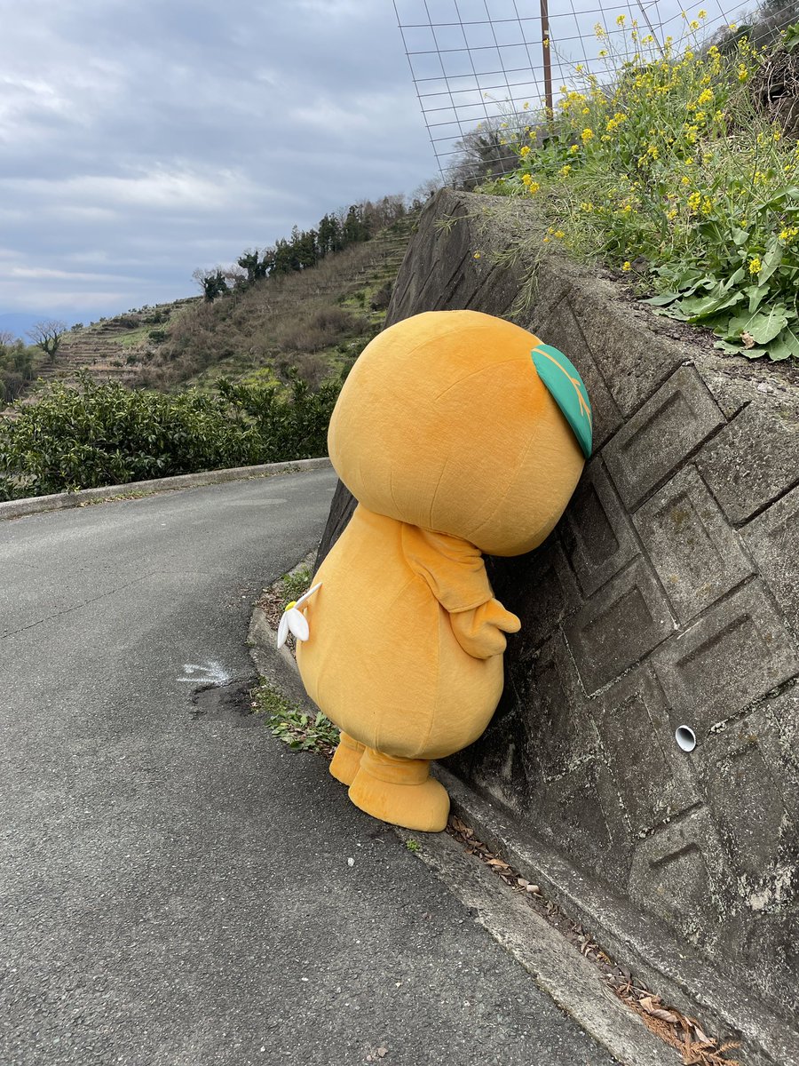 みきゃん【公式】《愛媛県イメージアップキャラクター》 tweet media