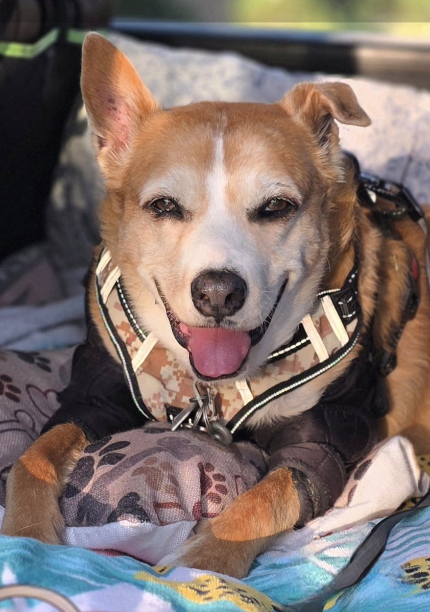 EltonSherrif's tweet photo. Hello &amp; howdy from Texas to everpawdy. We looked out from my account😶, &amp; just b4 daddy wanted 2 start an alternate one for I, we back in🤨. Thank you so much for da 💞birthday wishes, hopefully we can respond individually, but we very grateful,  love. RESPECT. Elton 🙏🐾🚔🐕👍💞 https://t.co/qy9ndTbcLJ