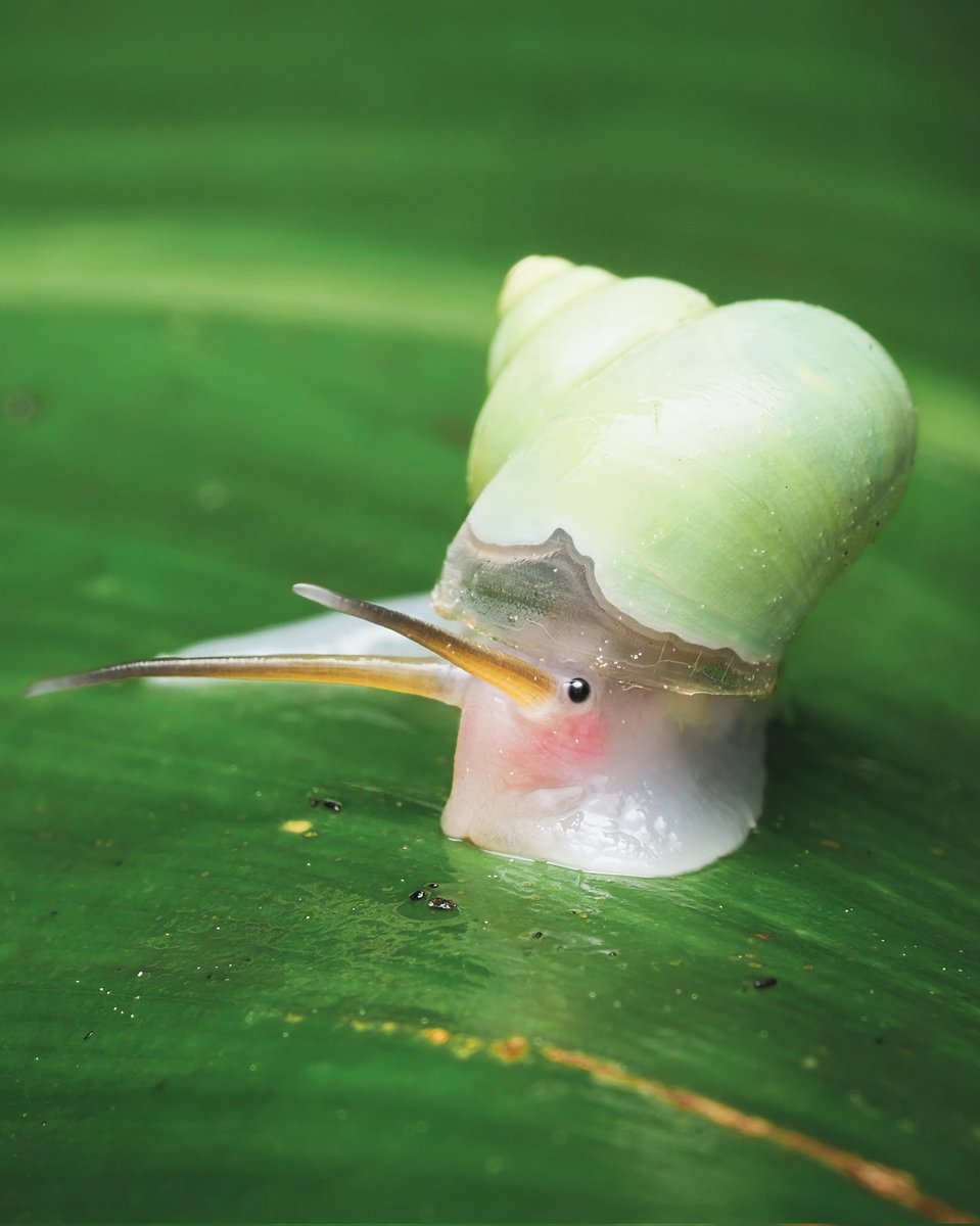 ねこくわがた🐞 tweet media