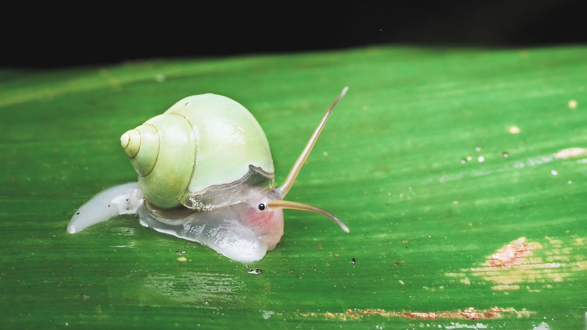 ねこくわがた🐞 tweet media