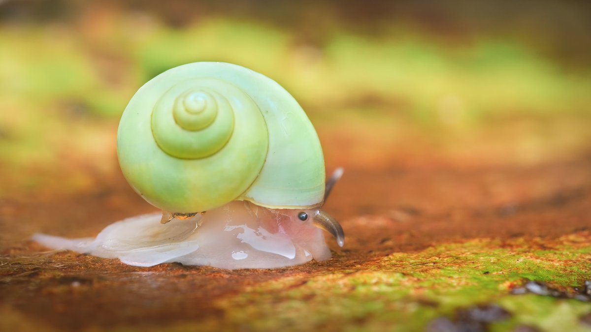 アオミオカタニシ人気そうなので、野外で撮ったやつも…
