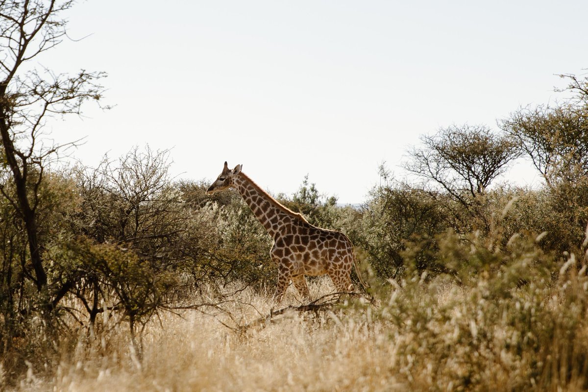 N/a'an ku sê Group of Companies tweet media