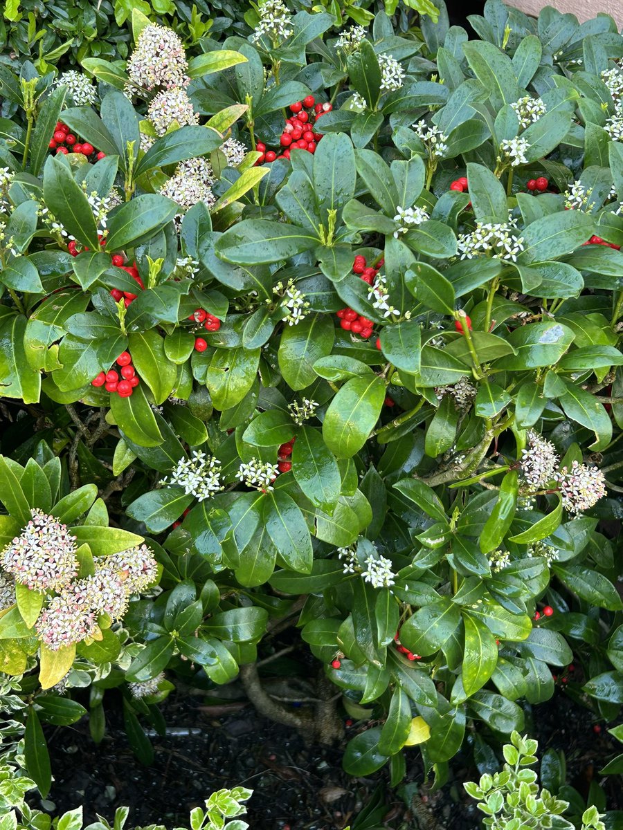 Pamela Deasy #PPIE Advocate 💜 tweet media