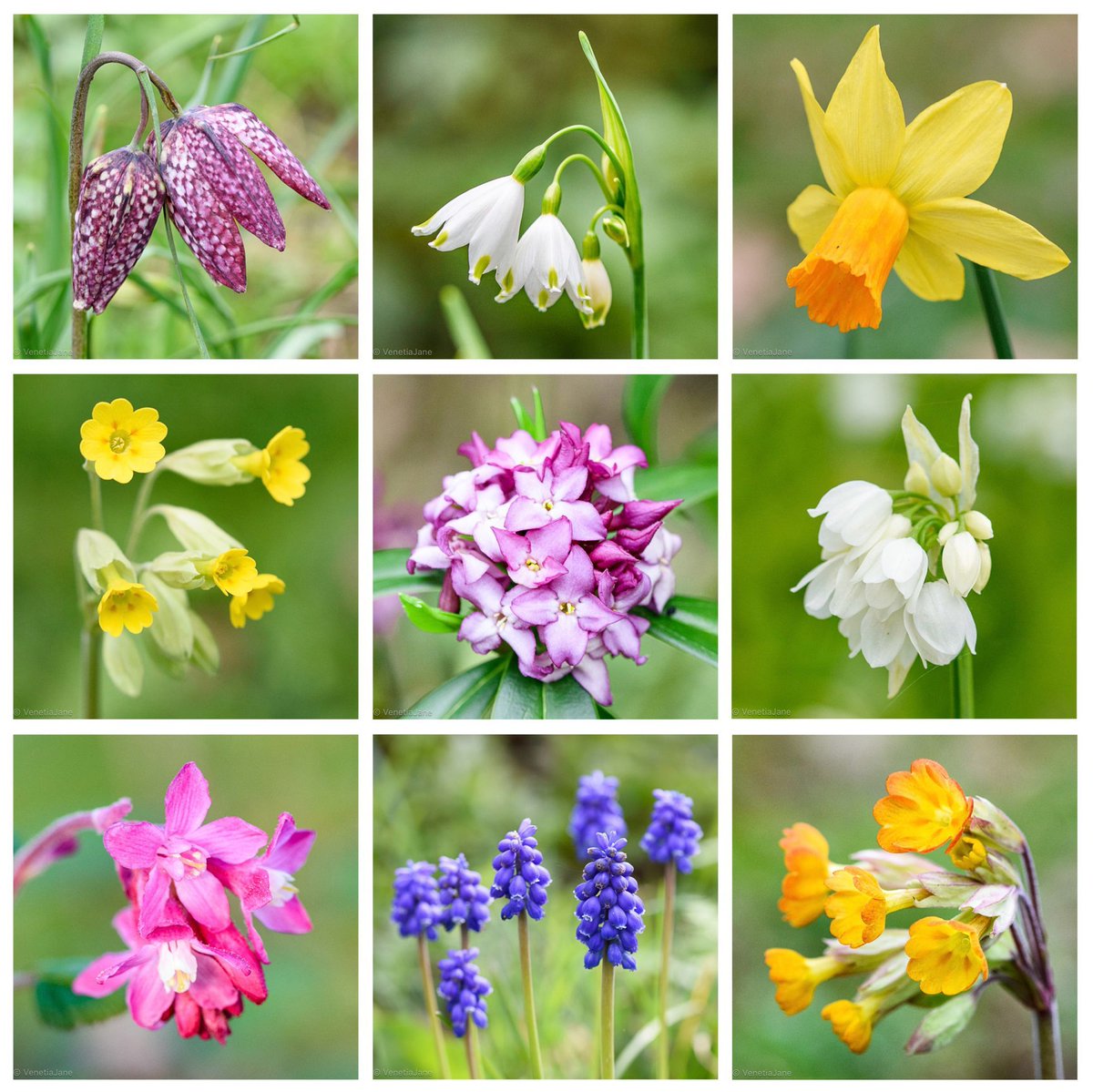 VenetiaJane's Garden tweet media