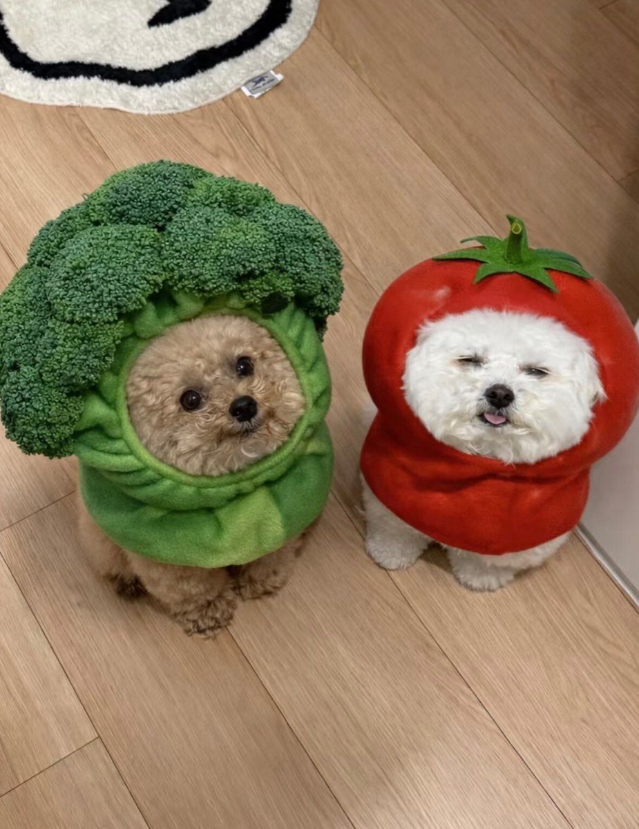 everything dogs 🐶 tweet media