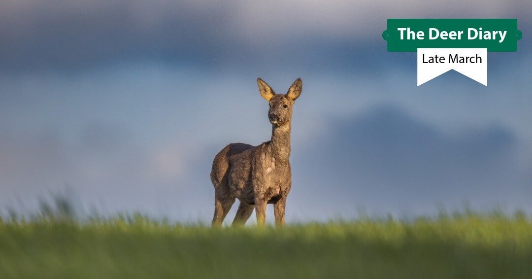 British Deer Society (BDS) tweet media