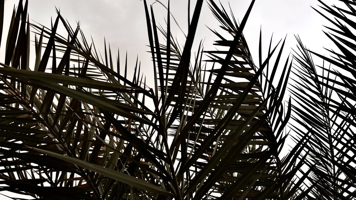 منال tweet media