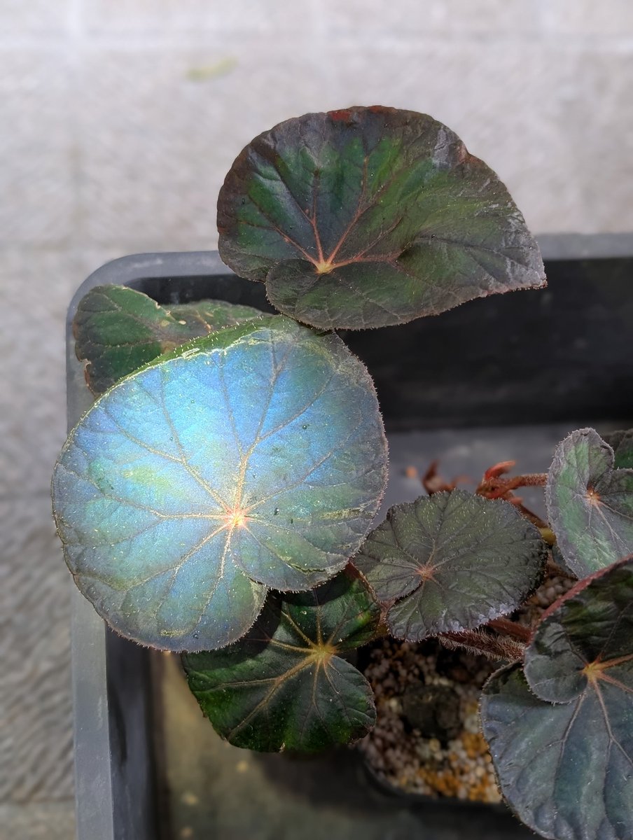 折角来て頂いたのに、青光り見れなかったとのこと　申し訳ありませんでした
①ライトなし②③ライトあり　ライトを当てるとこんな感じで青さが出ます
#ベゴニアフォレストキングダム