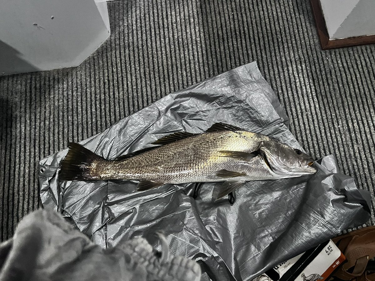 Rex Kelly tweet media