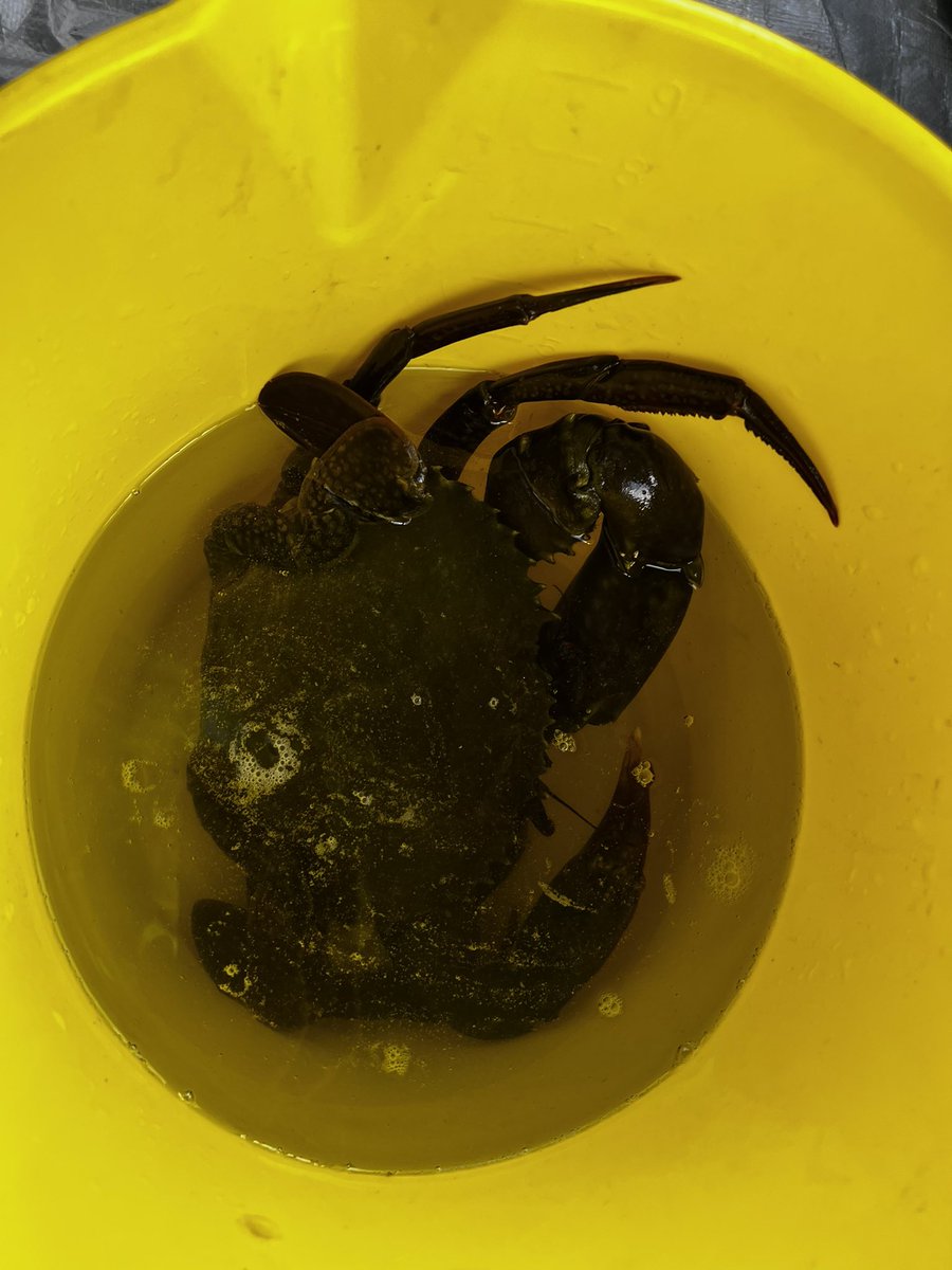 Rex Kelly tweet media